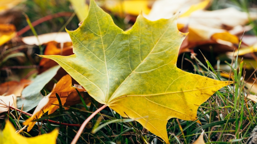 Feuilles mortes au jardin : faut-il les ramasser ou les laisser au sol ?