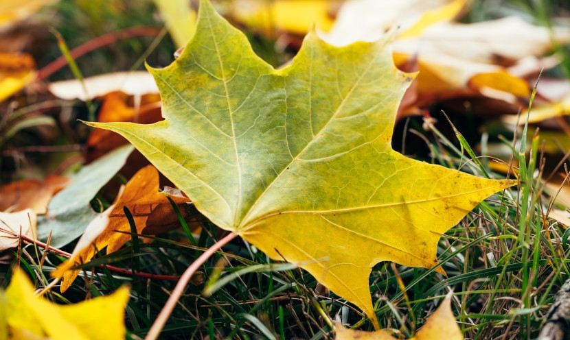 Feuilles mortes au jardin : faut-il les ramasser ou les laisser au sol ?