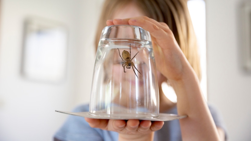 Invasion d’araignées à la maison : comment la prévenir ?