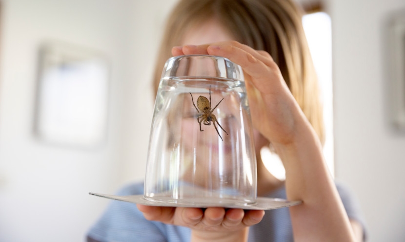 Invasion d’araignées à la maison : comment la prévenir ?