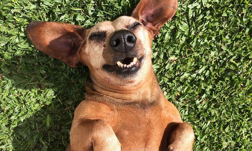 Une journée pour faire plaisir aux chiens !