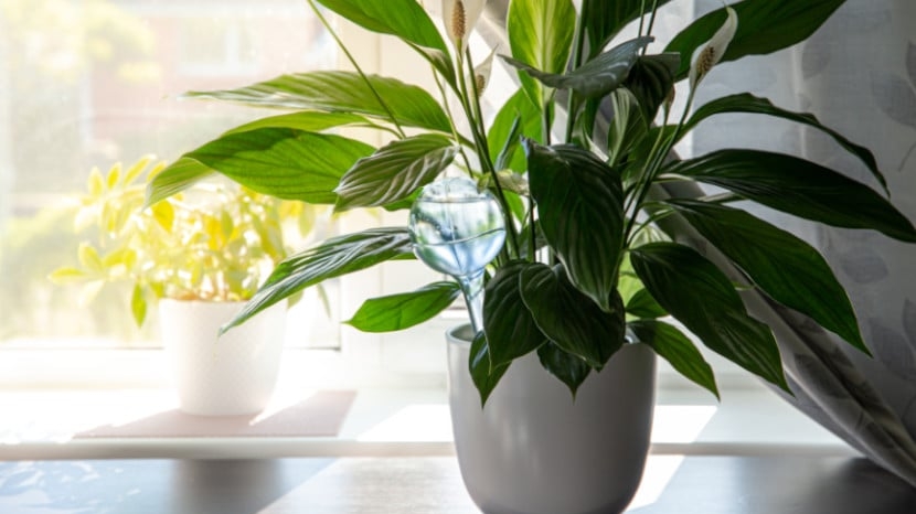 Arrosage automatique plantes intérieur : 7 astuces pour votre absence