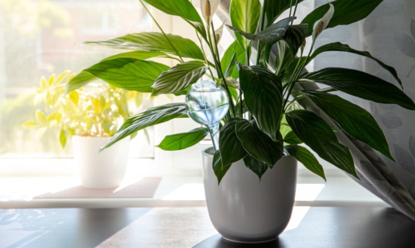 Comment arroser ses plantes pendant les vacances ? Comment arroser ses plantes pendant les vacances ?