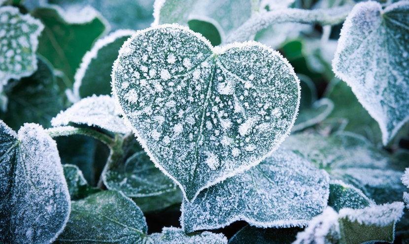 Comment bien aménager et entretenir son jardin en hiver ?