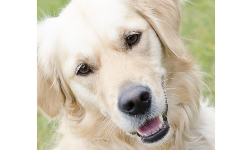 A adopter : Léon, le chien vedette de Toutou Délices ! A adopter : Léon, le chien vedette de Toutou Délices !