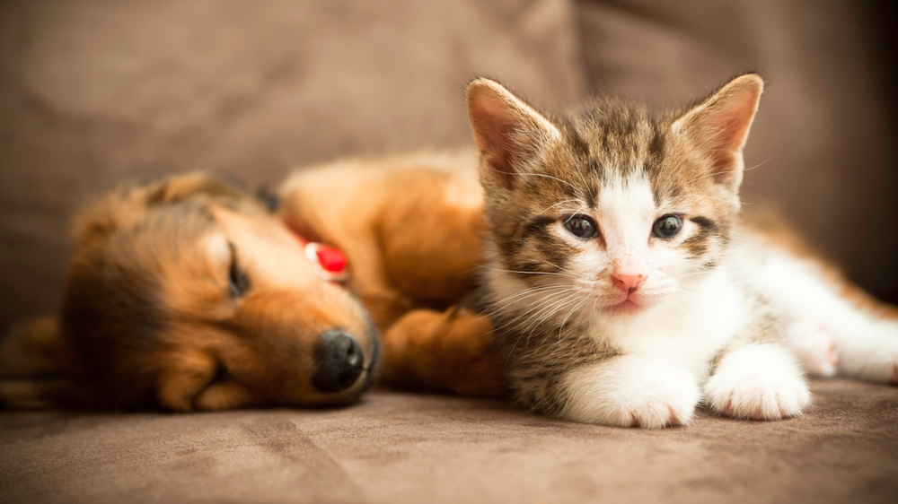 Comment Enlever Les Poils De Chien Sur Tapis Voiture ?