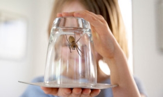 Invasion d’araignées à la maison : comment la prévenir ?