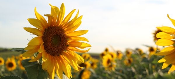 Les Indispensables de l'Été