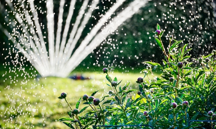 À quelle fréquence faut-il arroser son jardin en été ?
